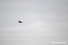 DSC_0197-001.jpg