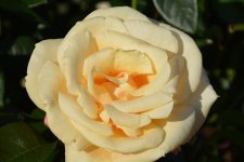 DSC_0390.jpg