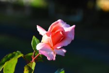 DSC_0399.jpg
