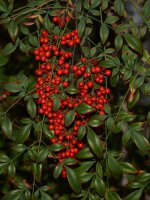 Berries.jpg