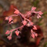 Escheveria.jpg