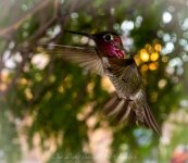hummer1 (1 of 1).jpg