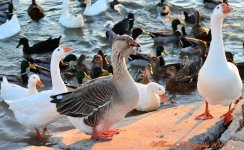 My Three Geese.jpg