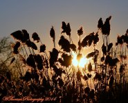 Sun Through the Rushes.jpg