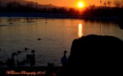 Sunset at the Pond.jpg
