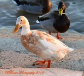 Ducks.jpg