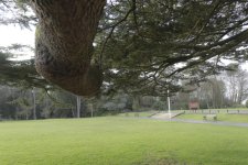 branching out.jpg