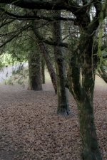 just trees.jpg