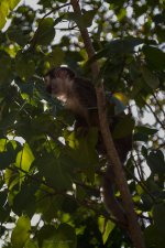 Monkey at Bonnet House.jpg