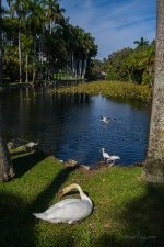Bonnet House pond.jpg