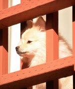 Dog.jpg