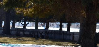 Deer lying down in the winter.jpg
