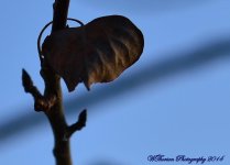 Dead Leaf in Winter.jpg