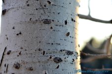 Aspen Tree in Winter.jpg