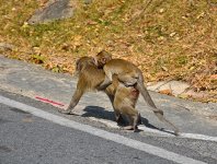 momkey-moving-4.jpg