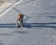 momkey-moving-1.jpg