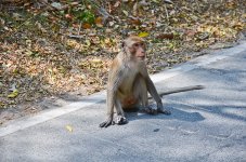 momkey-moving-3.jpg