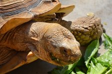 turtle-1.jpg