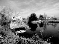 DSCN8225a.jpg