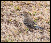 Flycatcher 1.jpg