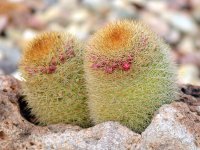 Cactus.jpg
