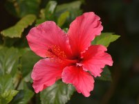 Hibiscus.jpg