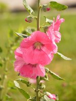 Hollyhock.jpg