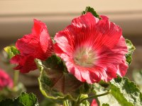 Hollyhock_2.jpg