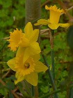 Narcissus.jpg