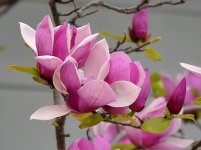 TulipTree.jpg