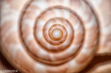 Shell.jpg