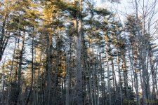 DSC_7084.jpg