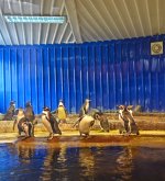 pingu-3.jpg
