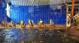pingu-2.jpg