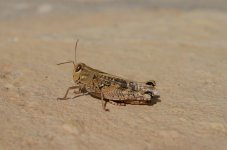 DSC_7518.JPG