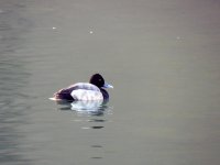 DSCN9462.jpg