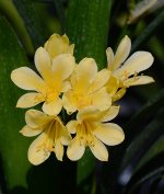 Clivia.jpg