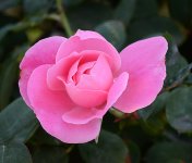 Rose.jpg