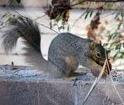 Squirrel.jpg