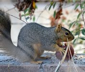 Squirrel_3.jpg