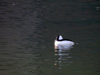 DSCN9546.jpg