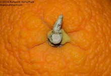 027 Orange Stem-140127_01.jpg