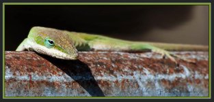 Tree Lizard 1.jpg