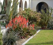 CactusGarden.jpg