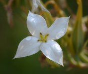 CactusFlower_2.jpg