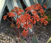 OrangeFlowers.jpg