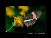 Butterfly3.jpg