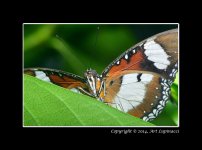 Butterfly1.jpg