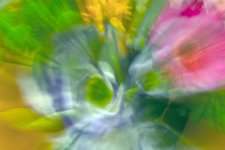 flowers in time warp.jpg