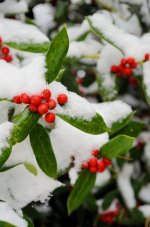 2014-01-29 Columbia SC Snow - Berries - for upload.jpg
